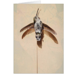Tarjeta en blanco de Hummingbird por Andrew Denman