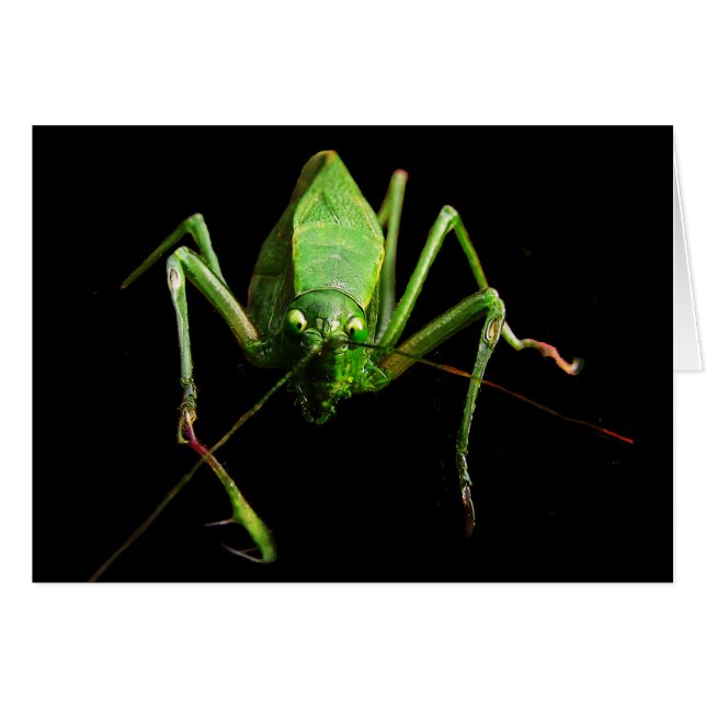 Tarjeta en blanco de Katydid (Anverso (Horizontal))