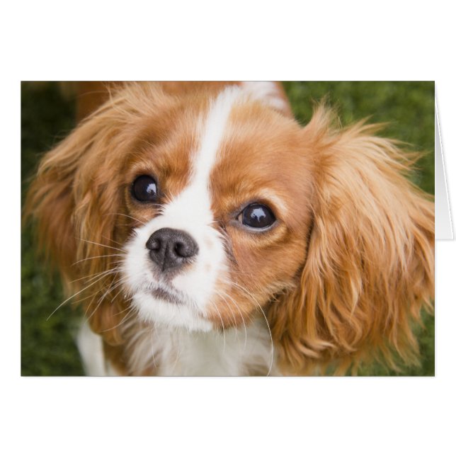 Tarjeta en blanco de King Charles Spaniel de ojos  (Anverso (Horizontal))