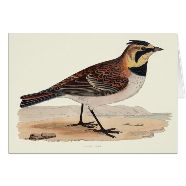 TARJETA EN BLANCO DE LA ALONDRA DEL CIELO (Anverso (Horizontal))