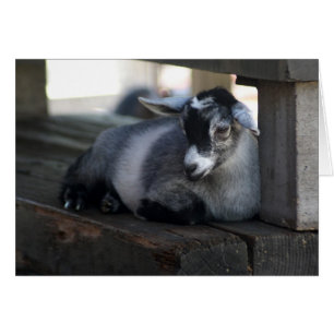 Tarjeta en blanco de la cabra