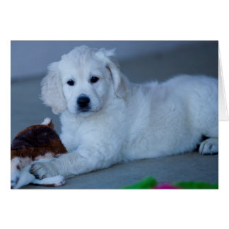 Tarjeta en blanco de la foto del golden retriever