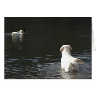 Tarjeta en blanco de la foto del golden retriever