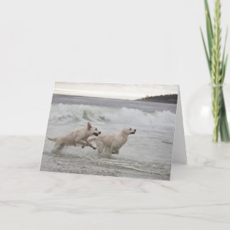 Tarjeta en blanco de la foto del golden retriever