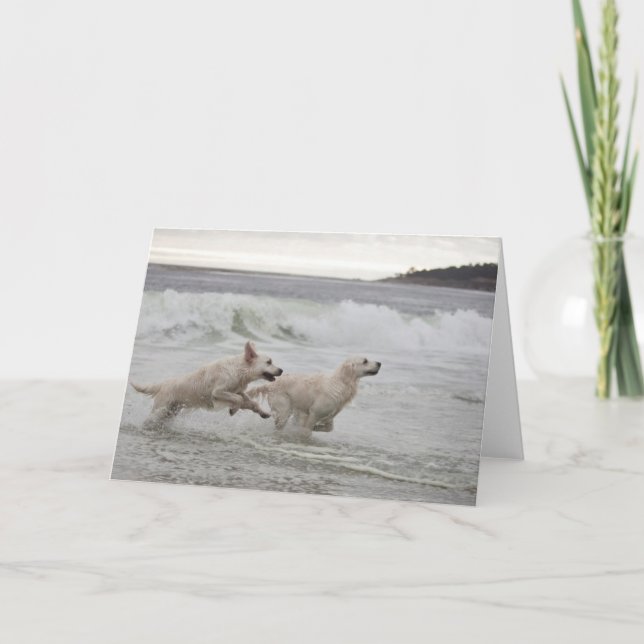 Tarjeta en blanco de la foto del golden retriever (Anverso)