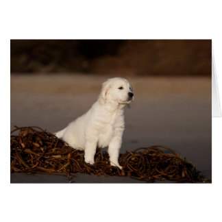 Tarjeta en blanco de la foto del golden retriever