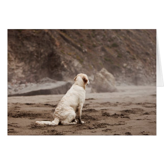 Tarjeta en blanco de la foto del golden retriever (Anverso (Horizontal))