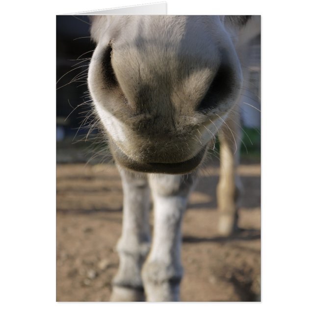 Tarjeta en blanco de la nariz borrosa del burro (Frente)