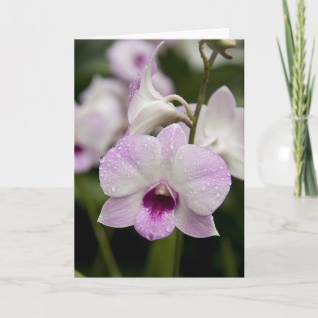 Tarjeta en blanco de la orquídea púrpura (Anverso)