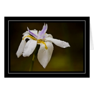 Tarjeta en blanco de la orquídea salvaje