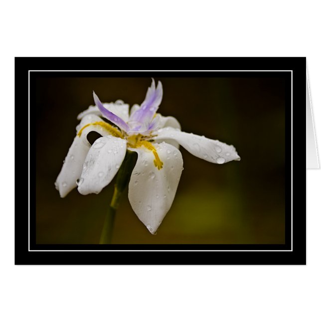 Tarjeta en blanco de la orquídea salvaje (Anverso (Horizontal))