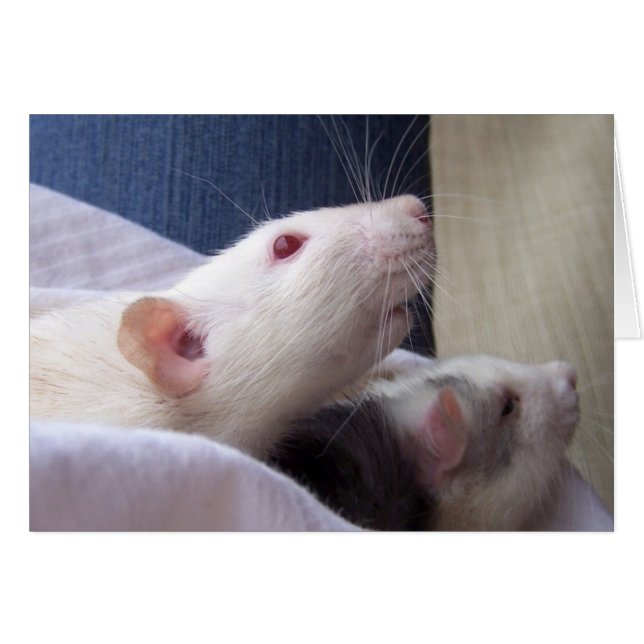 Tarjeta en blanco de la rata (Anverso (Horizontal))
