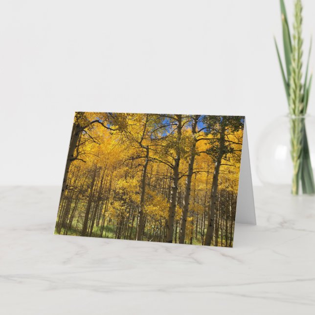 Tarjeta en blanco de los árboles de oro de Aspen (Anverso)