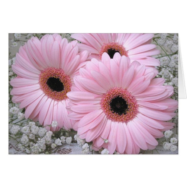 Tarjeta en blanco de los Margarita-Gerberas (Anverso (Horizontal))