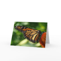 Tarjeta en blanco de mariposa