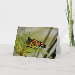 Tarjeta en blanco de mariposa monarca