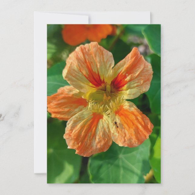 Tarjeta en blanco de Nasturtium naranja Flower (Anverso)