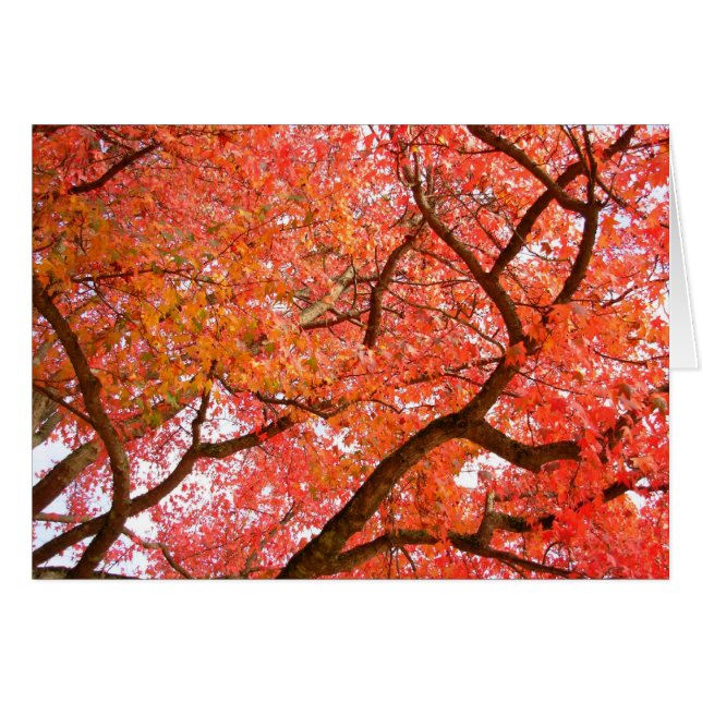 Tarjeta en blanco de paisajes forestales bellas ta (Anverso (Horizontal))