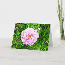 Tarjeta en blanco de peonía rosa bonita