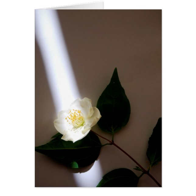 Tarjeta en blanco de personalizable (Frente)