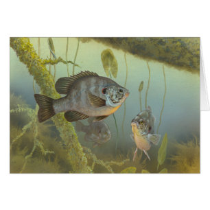 Tarjeta en blanco de pintura de peces sunfish Repr