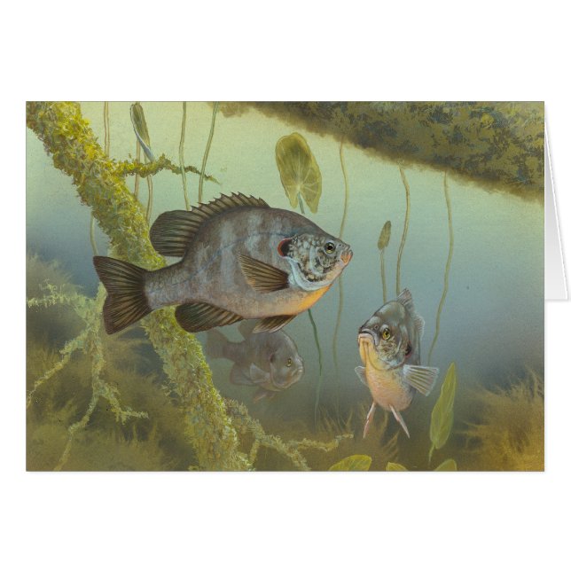 Tarjeta en blanco de pintura de peces sunfish Repr (Anverso (Horizontal))