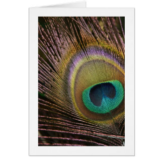 Tarjeta en blanco de plumas de pavo real