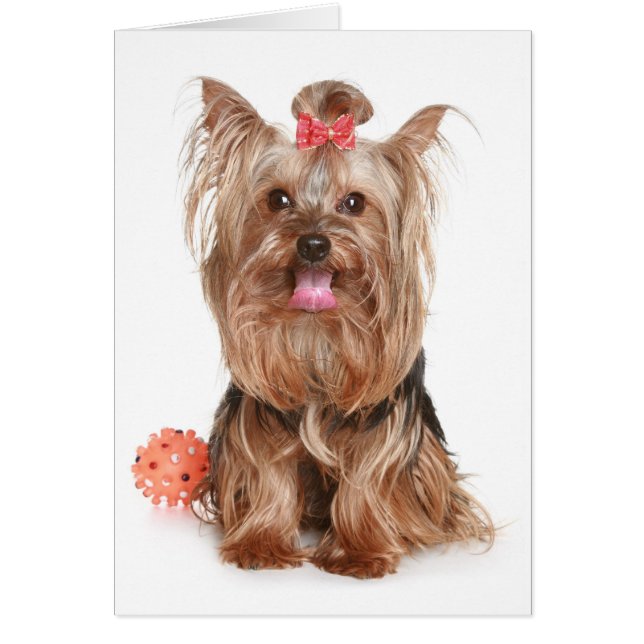Tarjeta en blanco de porcino de Yorkshire Terrier (Frente)
