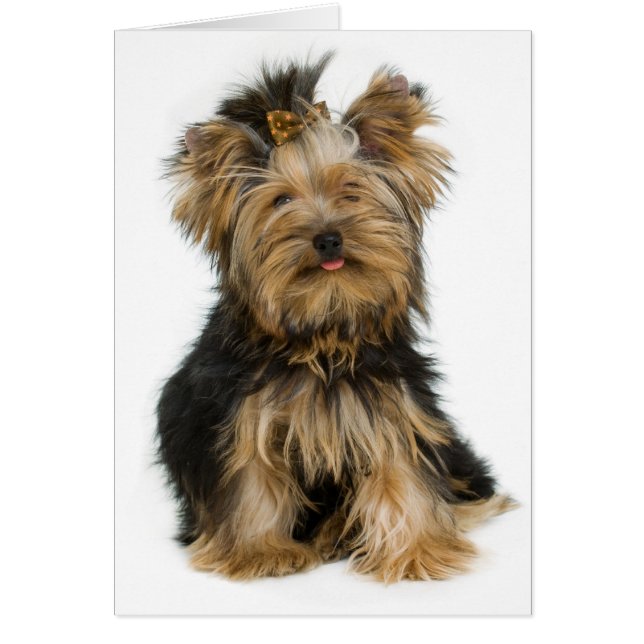 Tarjeta en blanco de porcino de Yorkshire Terrier (Frente)