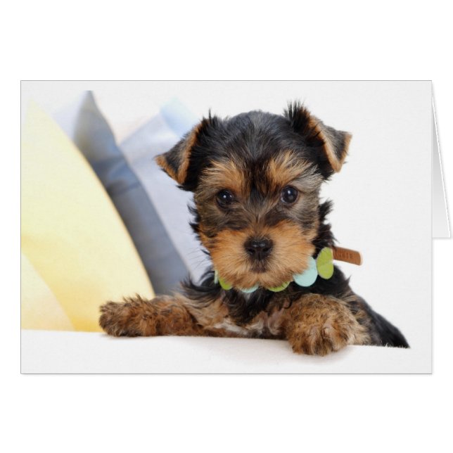  Tarjeta en blanco de porro de Yorkshire Terrier (Anverso (Horizontal))