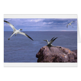 Tarjeta en blanco de Rhamphorhynchus