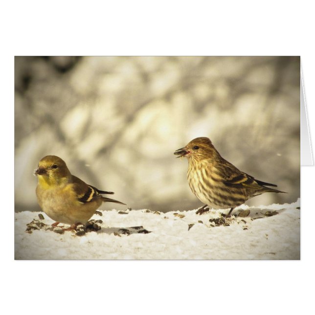 Tarjeta en blanco de Siskin del Goldfinch y del (Anverso (Horizontal))