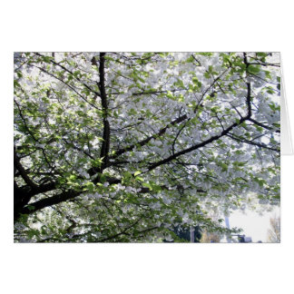 Tarjeta en blanco del árbol de cerezo japonés