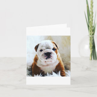 Tarjeta en blanco del bulldog británico