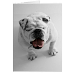 Tarjeta en blanco del bulldog enrrollado