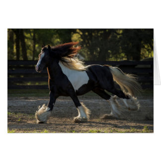 Tarjeta en blanco del caballo gitano de Vanner
