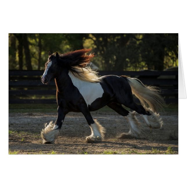 Tarjeta en blanco del caballo gitano de Vanner (Anverso (Horizontal))