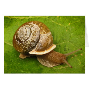 Tarjeta en blanco del caracol