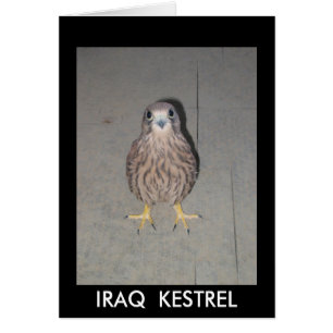TARJETA EN BLANCO DEL CERNÍCALO DE IRAQ