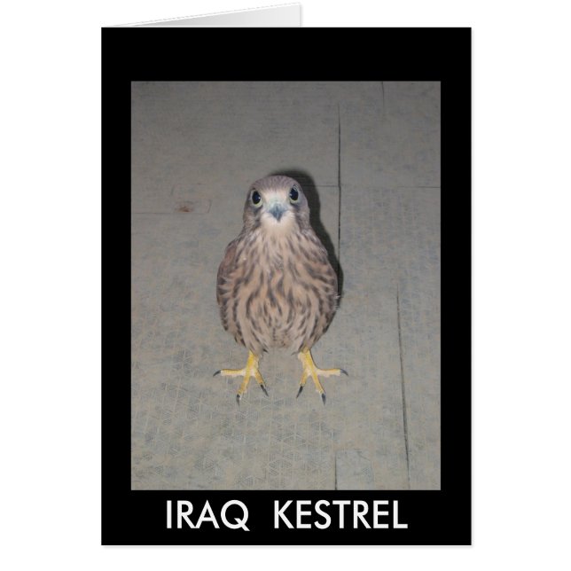 TARJETA EN BLANCO DEL CERNÍCALO DE IRAQ (Frente)