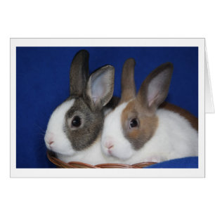 Tarjeta en blanco del conejo holandés