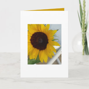 Tarjeta en blanco del girasol