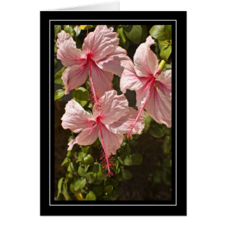 Tarjeta en blanco del hibisco rosado