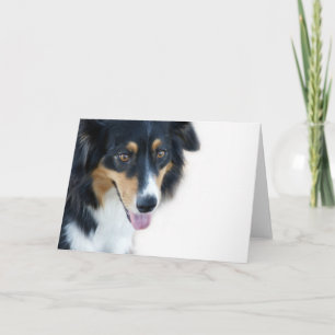 Tarjeta en blanco del perro australiano
