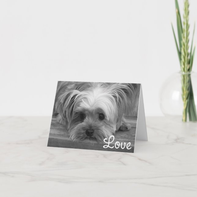 Tarjeta en blanco del perro del porcino del amor d (Anverso)