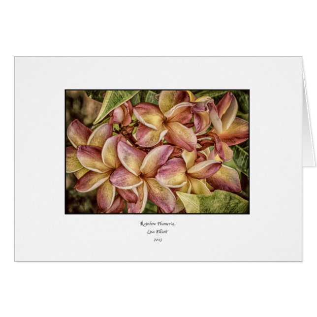 Tarjeta en blanco del Plumeria del arco iris (Anverso (Horizontal))