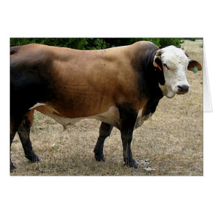 Tarjeta en blanco del retrato del ganado de