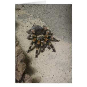 Tarjeta en blanco del Tarantula