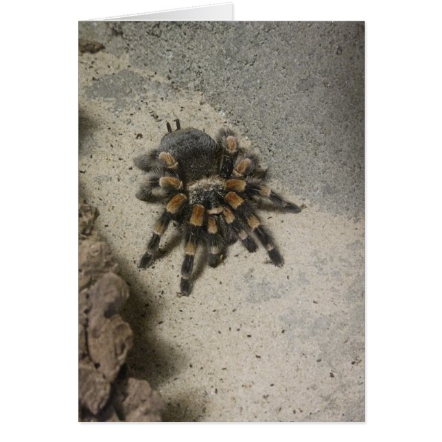 Tarjeta en blanco del Tarantula (Frente)
