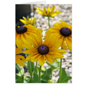 Tarjeta en blanco, flor del Rudbeckia